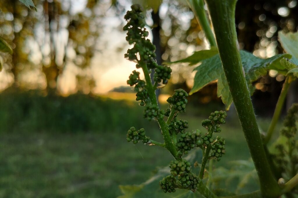 Holmegaard Vin og Glamping