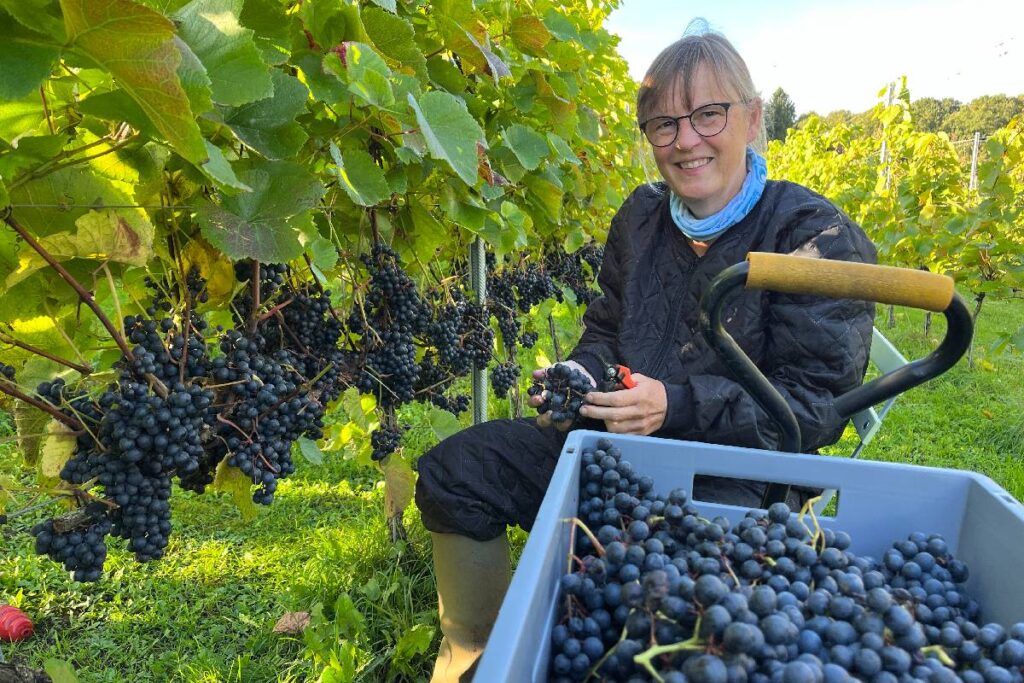 Glentebjerg Vingård